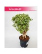 Polyscias Hawaiiana Ming, Aralia Hawaiiana Ming 7
