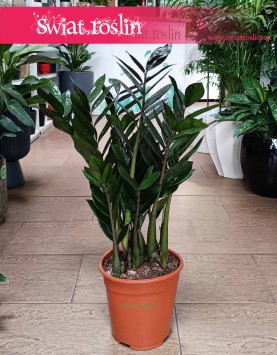 Zamioculcas Zamiifolia Super Nova łatwy w uprawie i oczyszczający powietrze z dostawą ze sklepu,