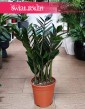 Zamioculcas Zamiifolia Super Nova łatwy w uprawie i oczyszczający powietrze z dostawą ze sklepu,