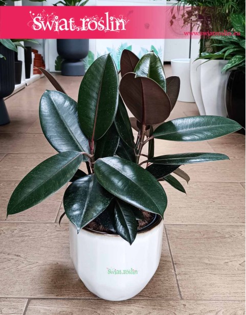 Mały Fikus Elastica Abidjan, Mały Figowiec sprężysty Abidjan