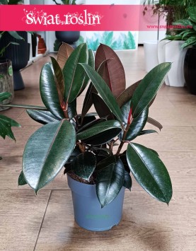 Mały Fikus Elastica Abidjan łatwy w uprawie do biura lub restauracji z dostawą , Mały Figowiec sprężysty Abidjan