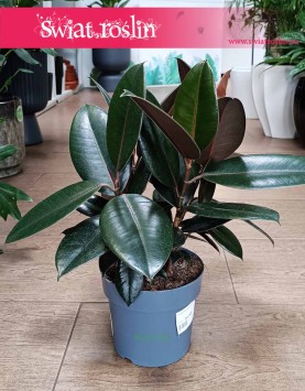 Mały Fikus Elastica Abidjan do kupienia w Krakowie lub online w sklepie z roślinami, Mały Figowiec sprężysty Abidjan