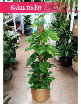 Epipremnum Złociste na paliku, Scindapsus złocisty na paliku, Scindapsus Aureum na paliku, Ołustek - na paliku