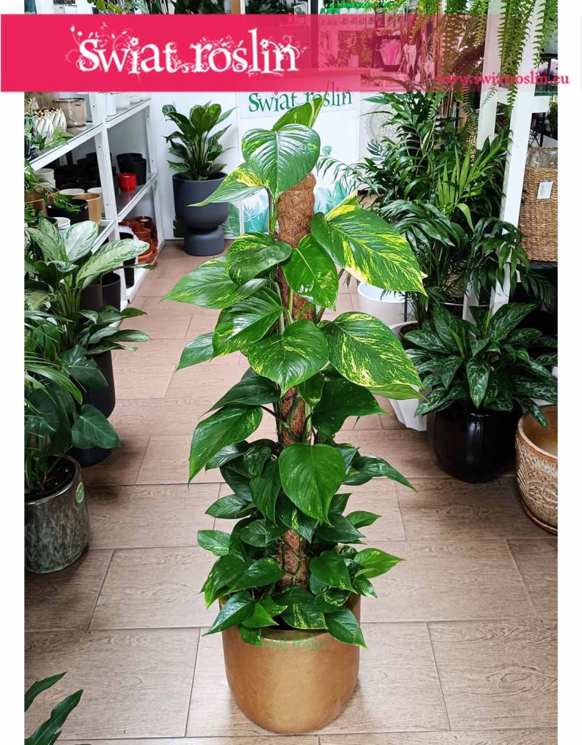 Epipremnum Złociste na paliku, Scindapsus złocisty na paliku, Scindapsus Aureum na paliku, Ołustek - na paliku