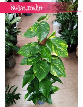 Epipremnum Złociste na paliku, Scindapsus złocisty na paliku do kupienia online z wysyłką ze sklepu z roślinami