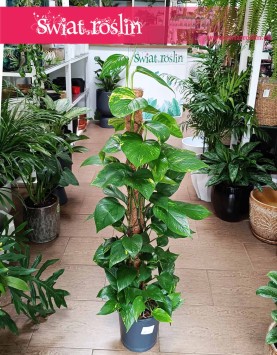 Scindapsus Aureum na paliku, Epipremnum Aureum na paliku, Ołustek - na paliku kokosowym do biura łatwy w uprawie