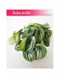 Peperomia Watermelon, Peperomia Argyreia 1