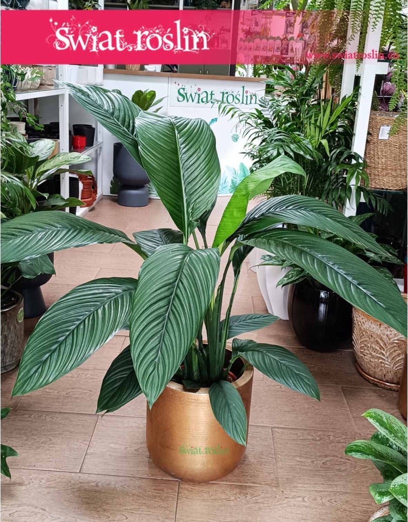 Skrzydłokwiat Sensation, Spathiphyllum Sensation