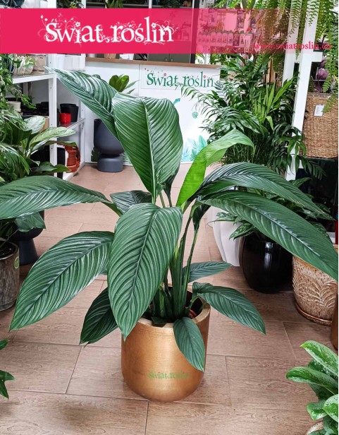 Skrzydłokwiat Sensation, Spathiphyllum Sensation