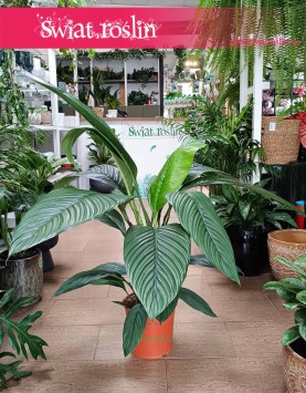 Skrzydłokwiat Sensation do kupienia online z dostawą , Spathiphyllum Sensation