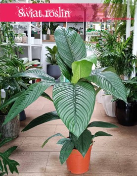 Skrzydłokwiat Sensation, Spathiphyllum Sensation, duży skrzydłokwiat
