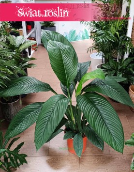 Skrzydłokwiat Sensation do kupienia online internetowo, Spathiphyllum Sensation,