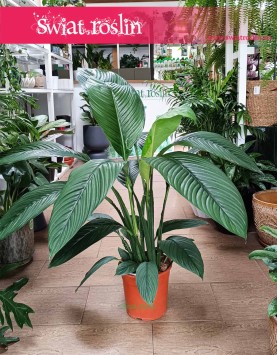 Skrzydłokwiat Sensation oczyszczający powietrze, Spathiphyllum Sensation modna roślina doniczkowa