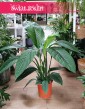 Skrzydłokwiat Sensation oczyszczający powietrze, Spathiphyllum Sensation modna roślina doniczkowa