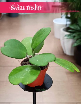 Hoya Kerrii, Hoja Kerrii, Hoya Hearts, Woskownica, rośliny doniczkowe sklep internetowy online