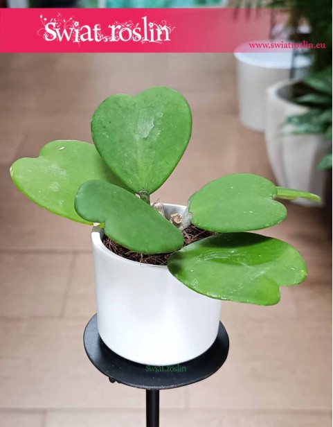 Hoya Kerrii, Hoja Kerrii, Hoya Hearts, Woskownica, modne populrane rośliny sklep wysyłka