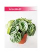 Peperomia Watermelon, Peperomia Argyreia 3