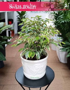 Fikus Kinky, Ficus Kinky