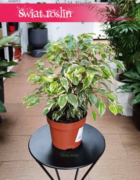 Fikus Kinky kup w sklepie internetowym online z dostawą, Ficus Kinky