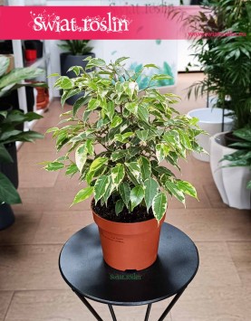 Fikus Kinky w najlepszej cenie i jakości w sklepie Świat Roślin, Ficus Kinky