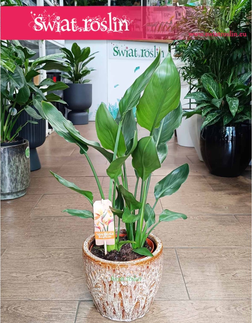 Strelicja Królewska, Strelitzia Reginae
