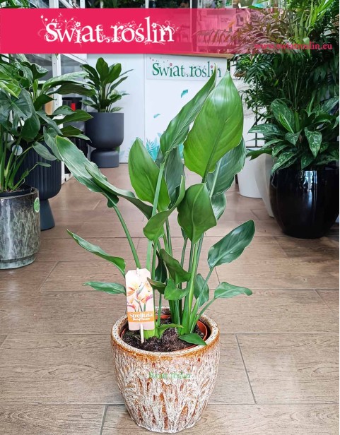 Strelicja Królewska, Strelitzia Reginae