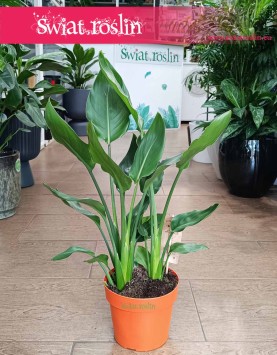Strelicja Królewska do kupienia w sklepie internetowym online z dostawą, Strelitzia Reginae