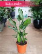 Strelitzia Reginae, Strelicja Królewska, roślina Rajski Ptak kup z dostawą