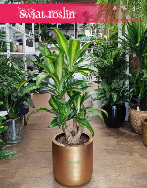 Dracena Massangena, Dracaena Fragrans Massangeana