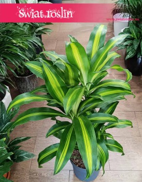 Dracaena Fragrans Massangeana do kupienia w Krakowie lub online z dostawą, Dracena Wonna Massangena