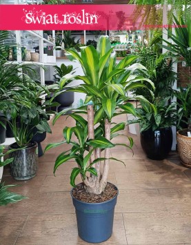 Dracaena Fragrans Massangeana, Dracena Wonna Massangena