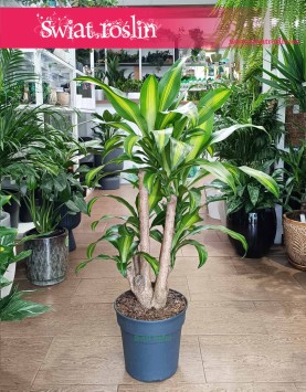 Dracena Massangena w najlepszej cenie i jakości z dostawą, Dracaena Fragrans Massangeana