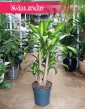 Dracena Massangena w najlepszej cenie i jakości z dostawą, Dracaena Fragrans Massangeana