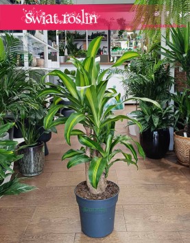 Dracena Massangena kup w sklepie z roślinami doniczkowymi online, Dracaena Fragrans Massangeana