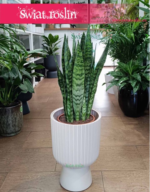 Sansevieria Zeylanica, Sansewieria Zeylanica