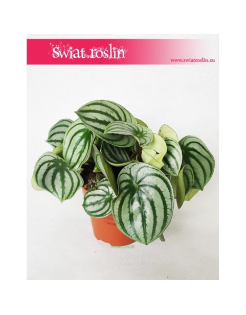 Peperomia Watermelon, Peperomia Argyreia 5