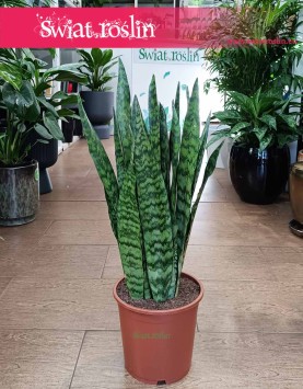oczyszczająca powietrze Sansevieria Zeylanica do kupienia online z dostawą, Sansewieria Zeylanica