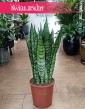 Sansewieria Zeylanica w najlepszej cenie i jakości z dostawą online, Sansevieria Zeylanica