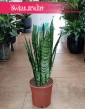 Sansevieria Zeylanica do biura do firmy do salonu łatwa w uprawie kup online, Sansewieria Zeylanica