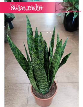 łatwa w uprawie i oczyszczająca powietrze Sansevieria Zeylanica szybko tanio z dostawą, Sansewieria Zeylanica