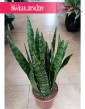 łatwa w uprawie i oczyszczająca powietrze Sansevieria Zeylanica szybko tanio z dostawą, Sansewieria Zeylanica