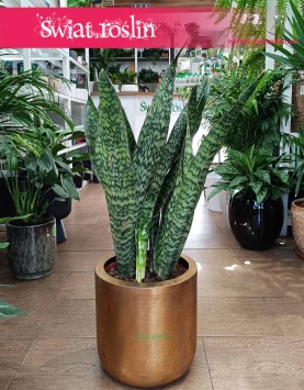 duża Sansevieria Jamaiquina, wielka Sansewiera Jamajka-Jamaika Jamaiquina