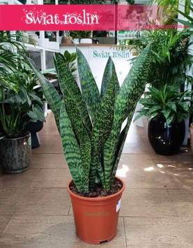 wielka Sansevieria Jamaiquina kup z dostawą ze sklepu internetowego online, duża Sansewiera Jamajka-Jamaika Jamaiquina