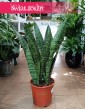 wielka Sansevieria Jamaiquina kup z dostawą ze sklepu internetowego online, duża Sansewiera Jamajka-Jamaika Jamaiquina