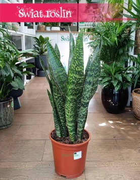 Duża oczyszczająca powietrze Sansevieria Jamaiquina do kupienia z dostawą, Sansewiera Jamajka-Jamaika Jamaiquina