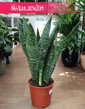 wielka Sansevieria Jamaiquina, Sansewiera Jamajka-Jamaika Jamaiquina do biura do firmy do mieszkania do salonu