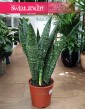 wielka Sansevieria Jamaiquina, Sansewiera Jamajka-Jamaika Jamaiquina do biura do firmy do mieszkania do salonu