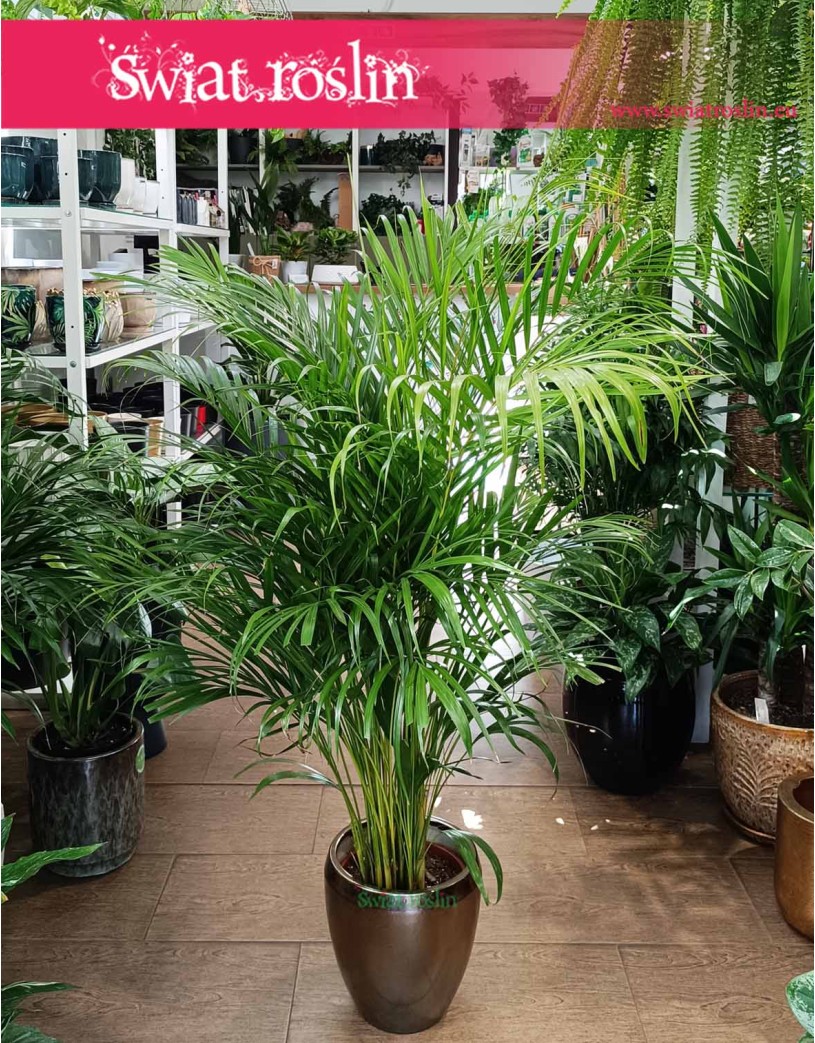 Palma Areka Żółtawa, Palma Areca Lutescens Dypsis sklep z roślinami internetowy online