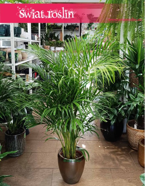 Palma Areka Żółtawa, Palma Areca Lutescens Dypsis sklep z roślinami internetowy online