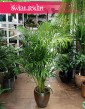 Palma Areka Żółtawa, Palma Areca Lutescens Dypsis sklep z roślinami internetowy online